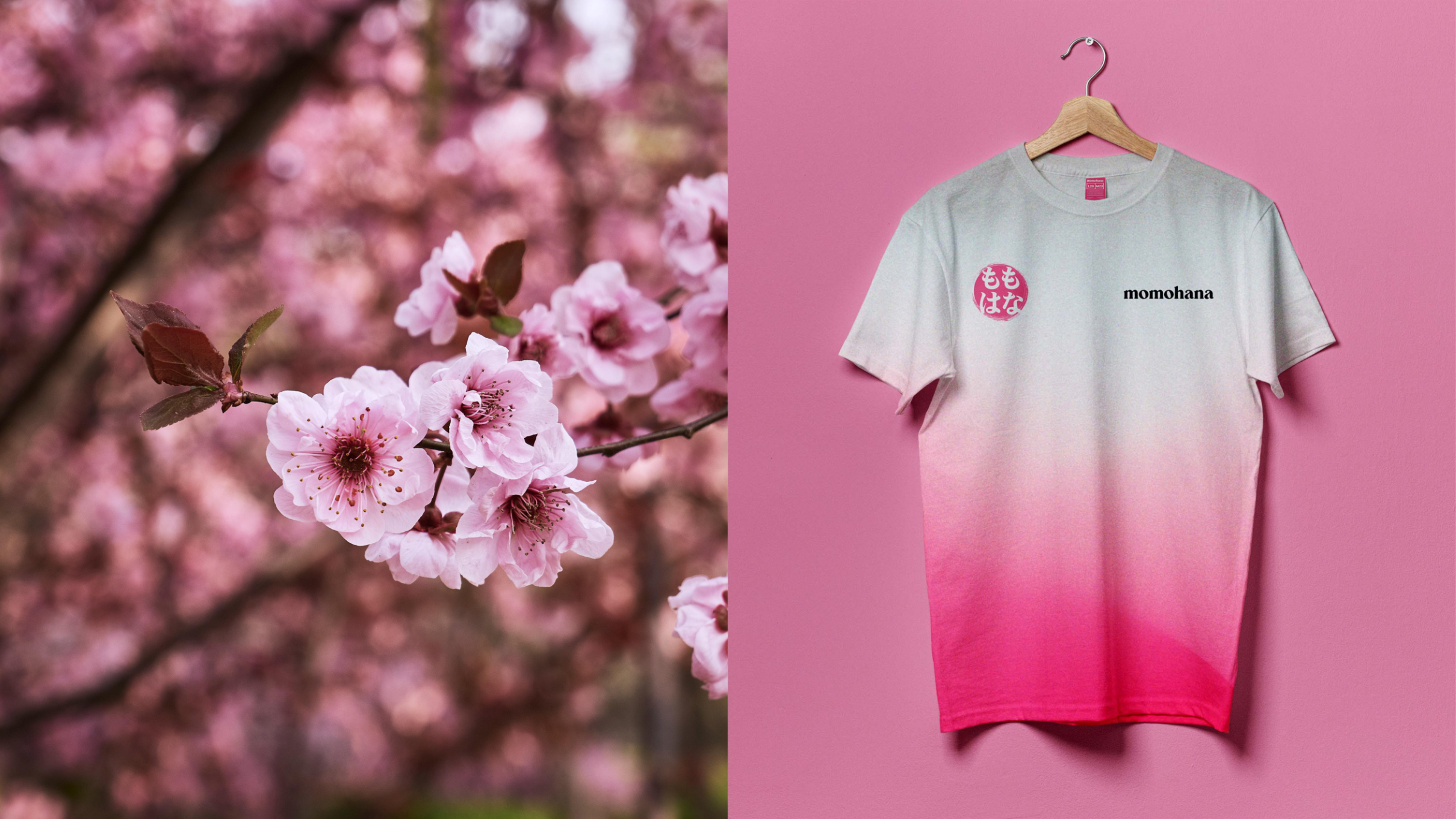 Cherry blossom branch beside Momohana t-shirt merch